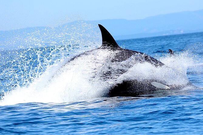 Victoria Whale Watching Cruise with Expert Naturalists - Who should book this Victoria cruise
