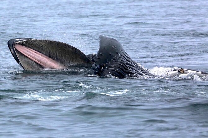 Victoria Whale Watching Cruise with Expert Naturalists - Searching the Salish Sea for whales