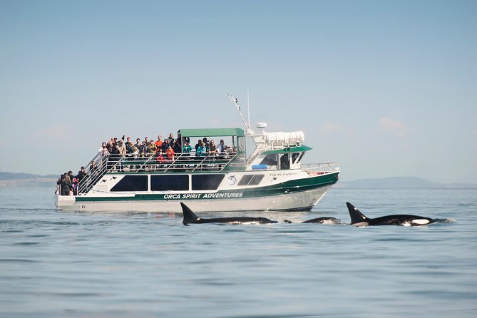 Victoria Whale Watching Tour on a Covered Vessel - Key points before you book