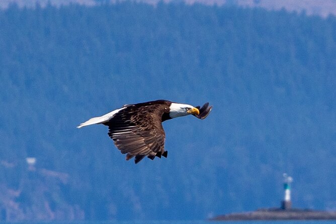 Victoria Whale Watching Tour on a Covered Vessel - Humpbacks, orcas, and the luck of the day