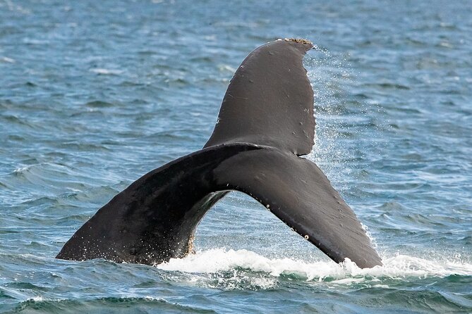 Victoria Whale Watching Tour on a Covered Vessel - The guide team adds real value