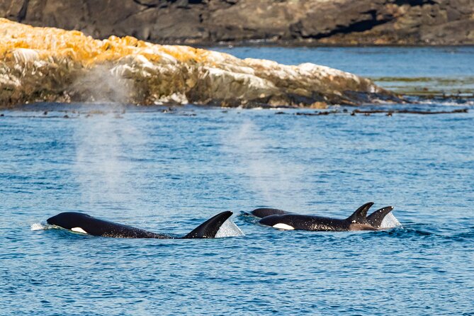 Victoria Whale Watching Tour on a Covered Vessel - Food, drinks, and motion comfort