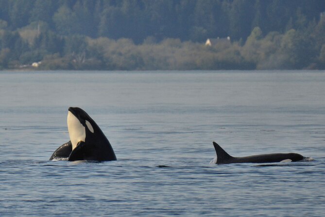 Victoria Whale Watching Tour on a Covered Vessel - Is $136.42 a fair price?
