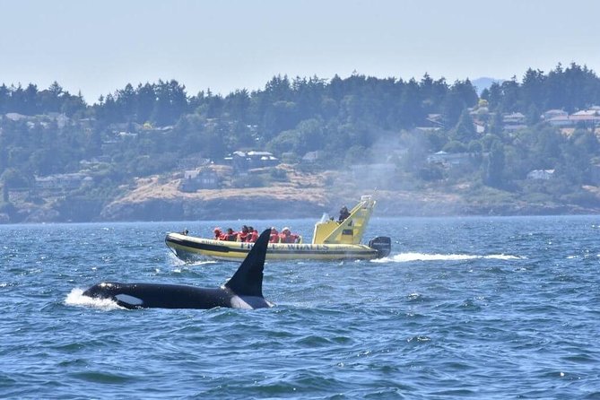 Victoria Zodiac Boat Whale Watching Adventure - Leaving Victoria Harbour in a 12-passenger Zodiac