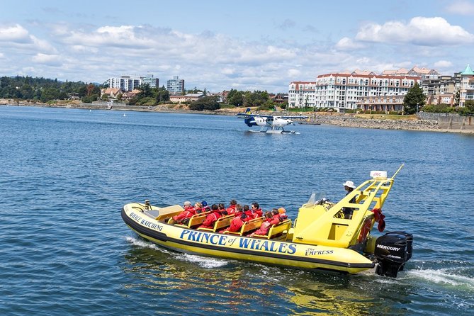 Victoria Zodiac Boat Whale Watching Adventure - What the $154.08 price gets you