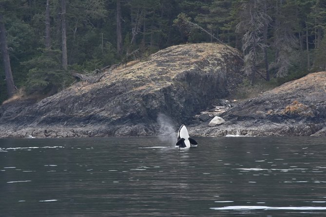Victoria Zodiac Boat Whale Watching Adventure - Who should choose this Zodiac tour