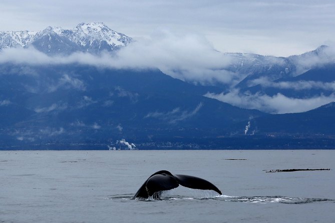 Victoria Zodiac Boat Whale Watching Adventure - Why the flotation suit matters on the Salish Sea