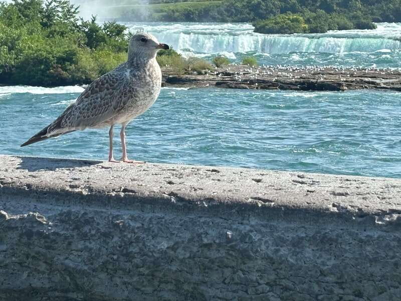Walking Tour of Niagara Falls Canada and Hornblower Boat - Who will get the most from this tour?