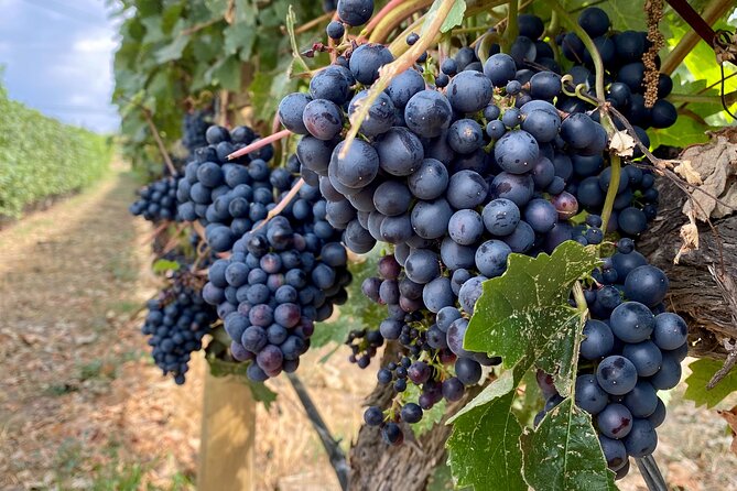 West Kelowna Half-Day Guided Wine Tour With 4 Wineries - Volcanic Hills opens with patio views and broad wine choices