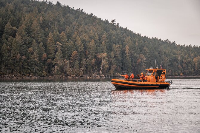 Whale Watching Nanaimo Open Boat Tour - Key points to know before you go