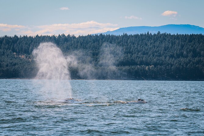 Whale Watching Nanaimo Open Boat Tour - The main wildlife viewing period
