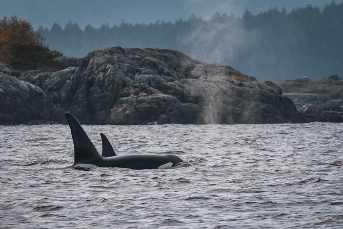 Whale Watching Nanaimo Open Boat Tour - Marine conservation is part of the outing