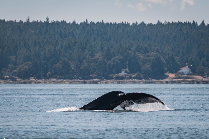 Whale Watching Nanaimo Open Boat Tour - Staying warm, dry, and comfortable