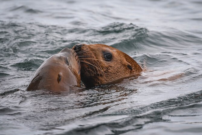 Whale Watching Nanaimo Open Boat Tour - Price, timing, and what the $187.75 buys