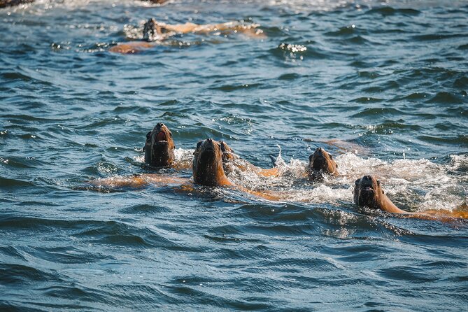 Whale Watching Nanaimo Open Boat Tour - Weather, cancellations, and practical planning