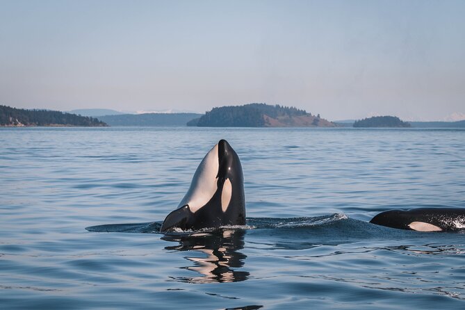 Whale Watching Nanaimo Open Boat Tour - How the captain searches for whales