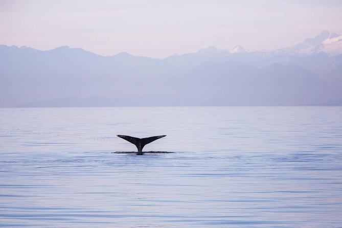 Whale-Watching Tour from Vancouver - Steveston Starts the Day on a Pleasant Note