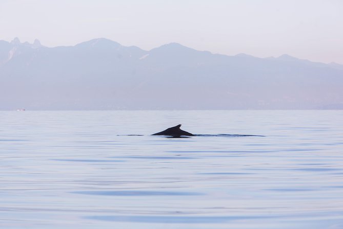 Whale-Watching Tour from Vancouver - Seals, Sea Lions, Eagles, and the Smaller Rewards