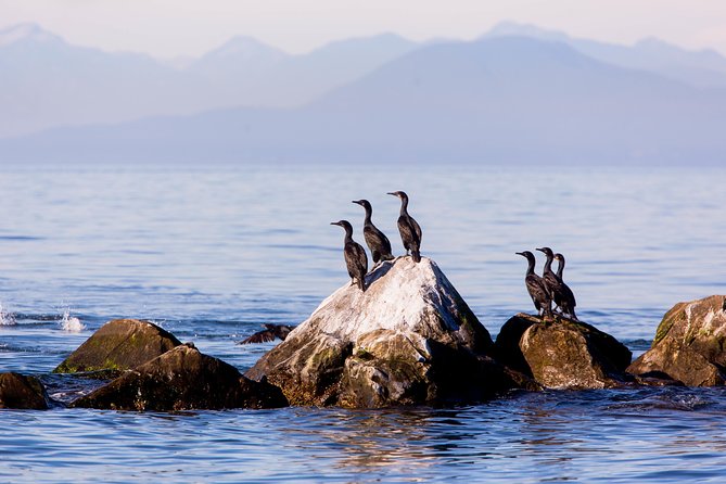 Whale-Watching Tour from Vancouver - Viewing Conditions and the Top Deck