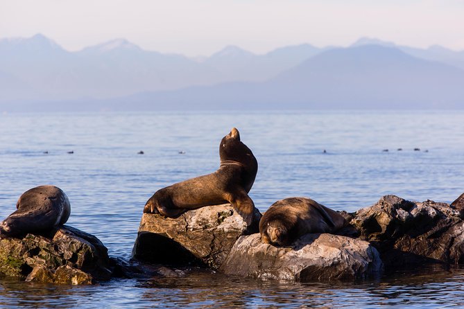 Whale-Watching Tour from Vancouver - Heading Out Into British Columbia Waters