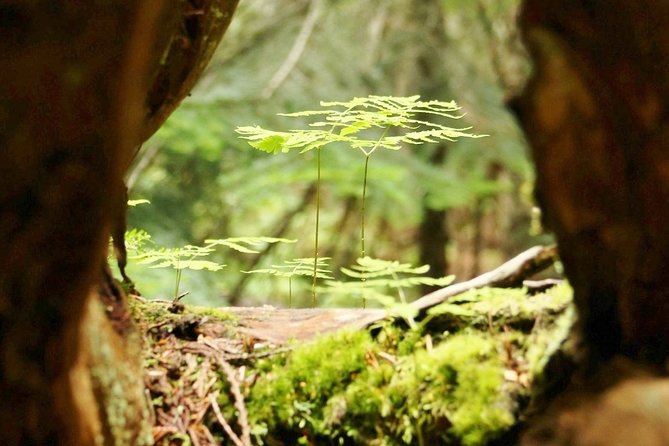 Whistler Train Wreck, Suspension Bridge & Hidden Waterfall Adventure - My Booking Advice