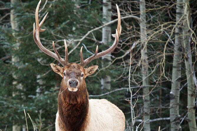 Wilderness and Wildlife Hiking Tour - 3hr Hike - Why a quieter Kananaskis trail can be the right choice