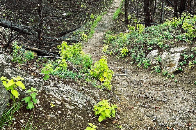 Wildfire Peak Nic - What you may learn about wildfire recovery