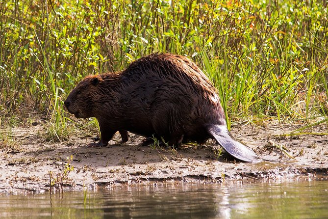 Wildlife on the Bow | Big Canoe Tour - Who will enjoy this 12-seat canoe most