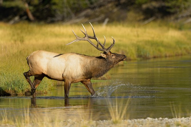 Wildlife on the Bow | Big Canoe Tour - Is $69.59 a fair price?