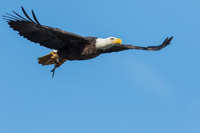 Wildlife on the Bow | Big Canoe Tour - Group size, timing, and practical comfort