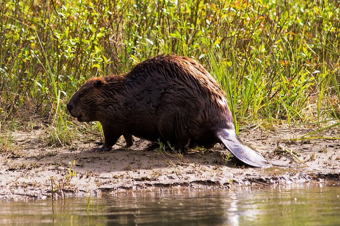 Wildlife on the Bow | Big Canoe Tour in Banff National Park - Wildlife sightings: what you might see