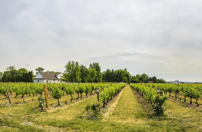 Wine & Cheese Half Day Tour - Niagara On The Lake Wine Tour - Key points at a glance