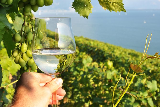Wine Tasting and lavender Farm Tours - Three wineries, one guided production visit