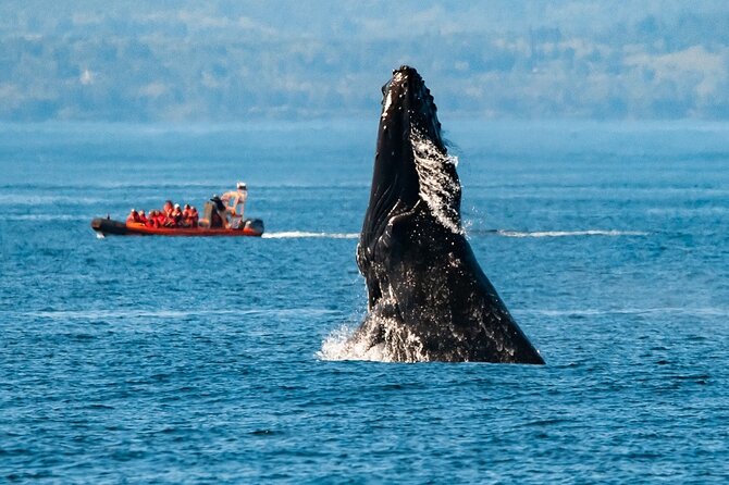 Winter Victoria Whale and Wildlife Zodiac Tour - Key points to know before booking