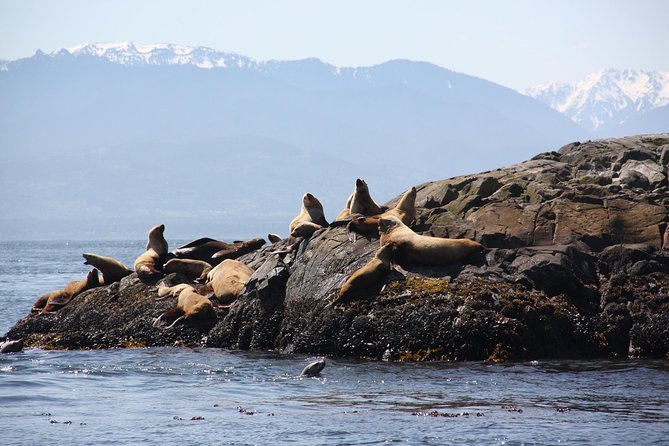 Winter Victoria Whale and Wildlife Zodiac Tour - What the hydrophone adds