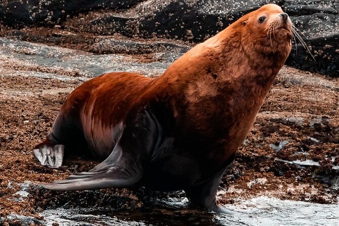 Winter Victoria Whale and Wildlife Zodiac Tour - The wildlife you might see