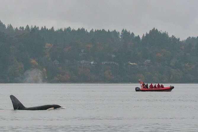 Winter Victoria Whale and Wildlife Zodiac Tour - A three-hour search through southern Vancouver Island waters