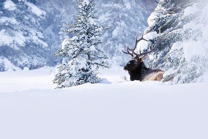 Winter Wildlife Discovery Tour - Key points to know before you book