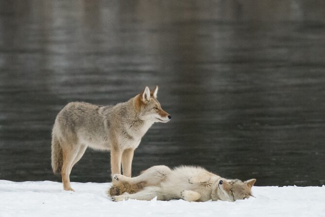 Winter Wildlife Discovery Tour - How the wildlife search works