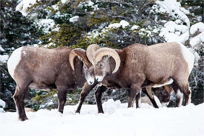 Winter Wildlife Discovery Tour - Guides who bring the drive to life
