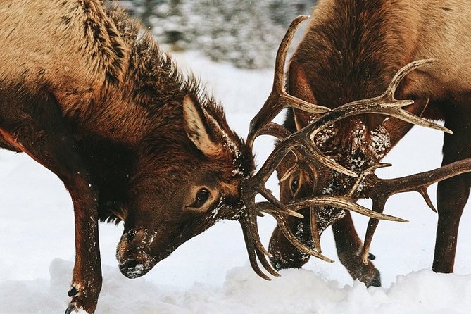 Winter Wildlife Discovery Tour - The 2024 fire and a changing park
