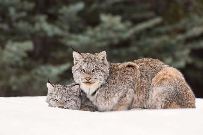 Winter Wildlife Discovery Tour - Starting from Jasper at 9:00 a.m.