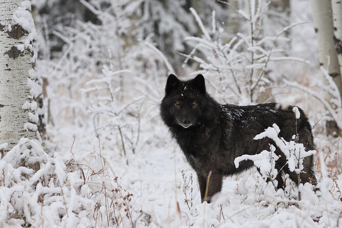 Yamnuska Wolfdog Sanctuary Walk Ticket in Canada - Watching the animals in different habitats