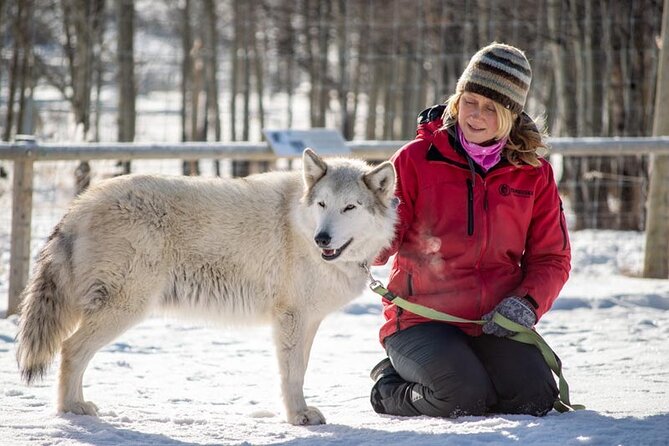 Yamnuska Wolfdog Sanctuary Walk Ticket in Canada - Price and the value of a short visit