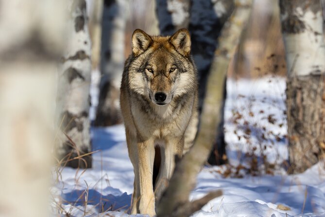 Yamnuska Wolfdog Sanctuary Walk Ticket in Canada - Planning your timing at the sanctuary