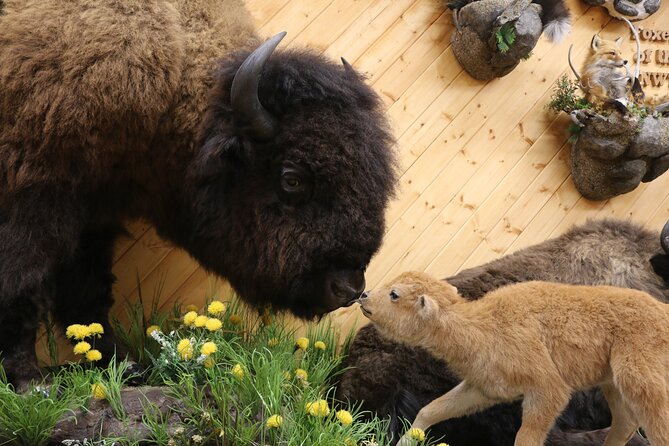 Yellowknife City Tour + Nature's North Wildlife Gallery - The Visitor Centre and the useful little extras