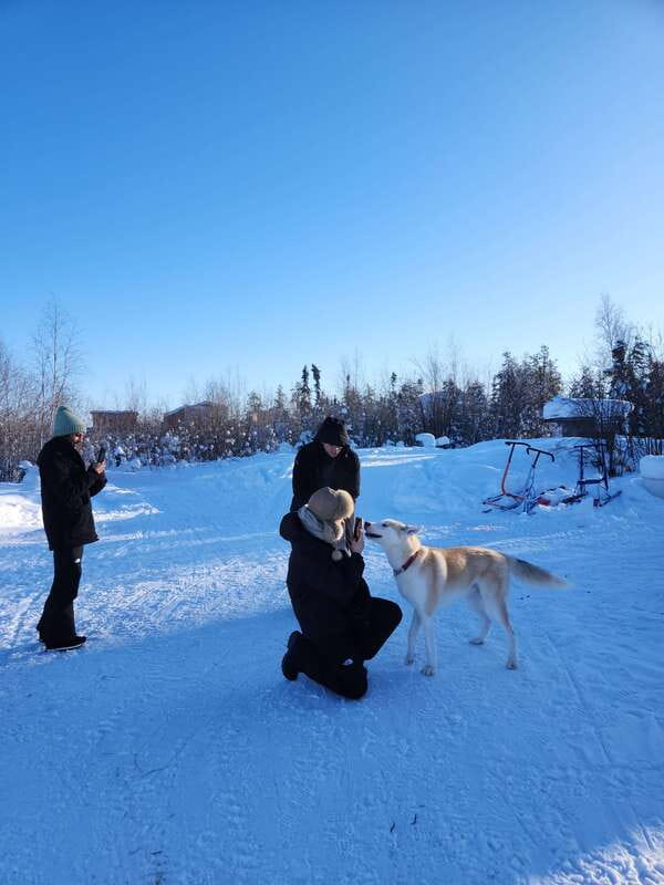 Yellowknife: Dog Sledding Tour - Meeting the dogs before the ride