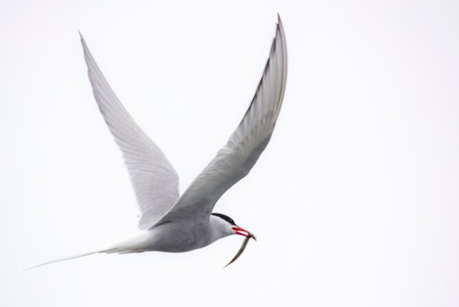 Zodiac Coastal Tour with Naturalist Guide: Lunenburg - Homemade treats after the boat ride